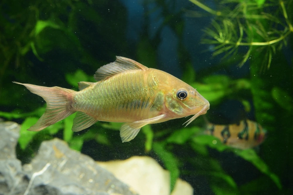 Brachsenwels (Brochis splendens)