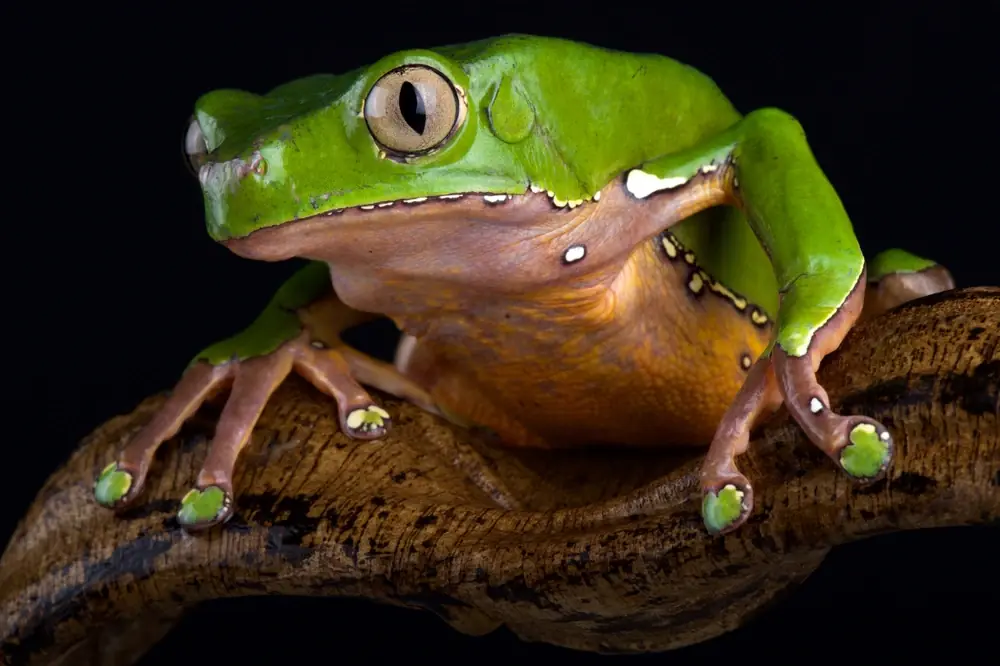 Brasilianischer Riesenlaubfrosch (Phyllomedusa bicolor)