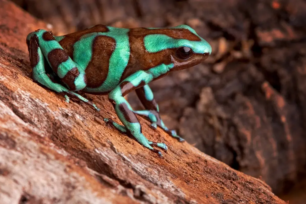 Brauner Baumsteiger (Dendrobates auratus)