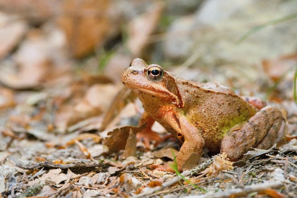 Brauner Grasfrosch (Rana temporaria)