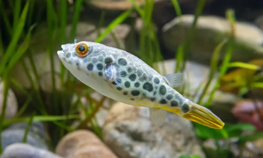 Brauner Kugelfisch (Tetraodon schoutedeni)