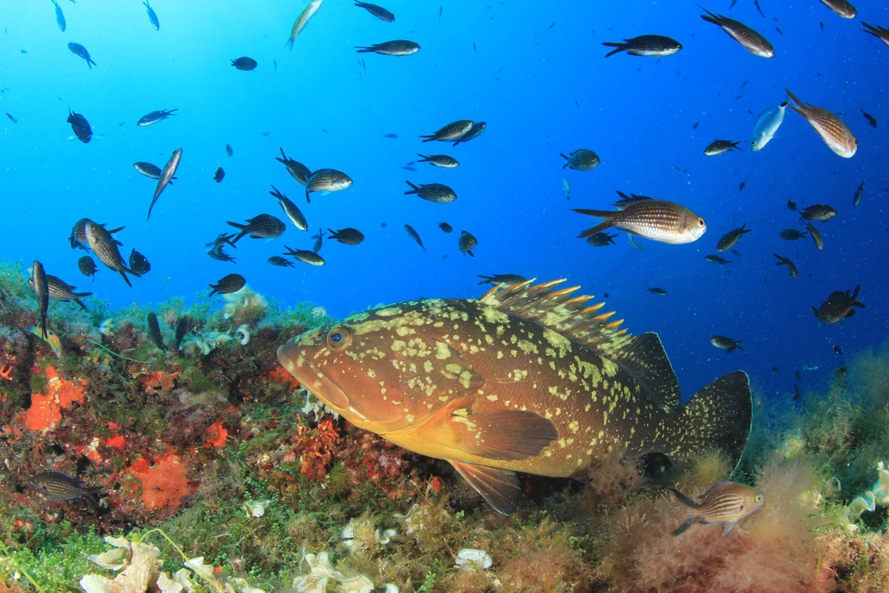 Brauner Zackenbarsch (Epinephelus marginatus)