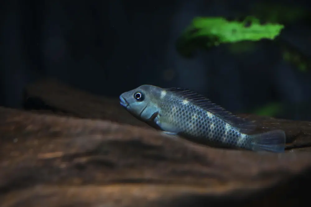 Buckelkopf-Buntbarsch (Steatocranus casuarius)