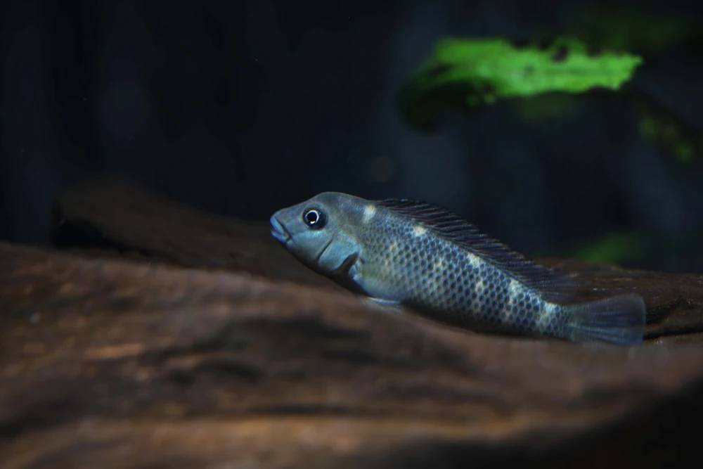 Buckelkopf-Buntbarsch (Steatocranus casuarius)