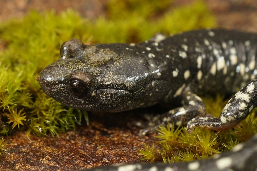 California-Schwarzsalamander (Aneides flavipunctatus)