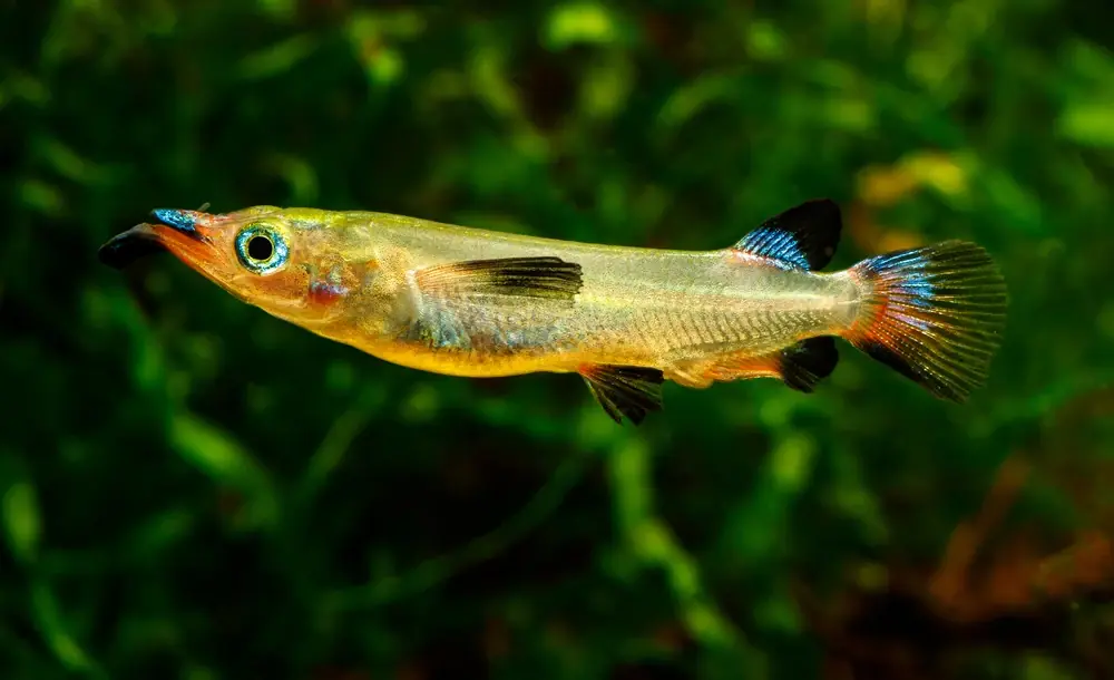 Celebes-Halbschnabelhecht (Nomorhamphus liemi)