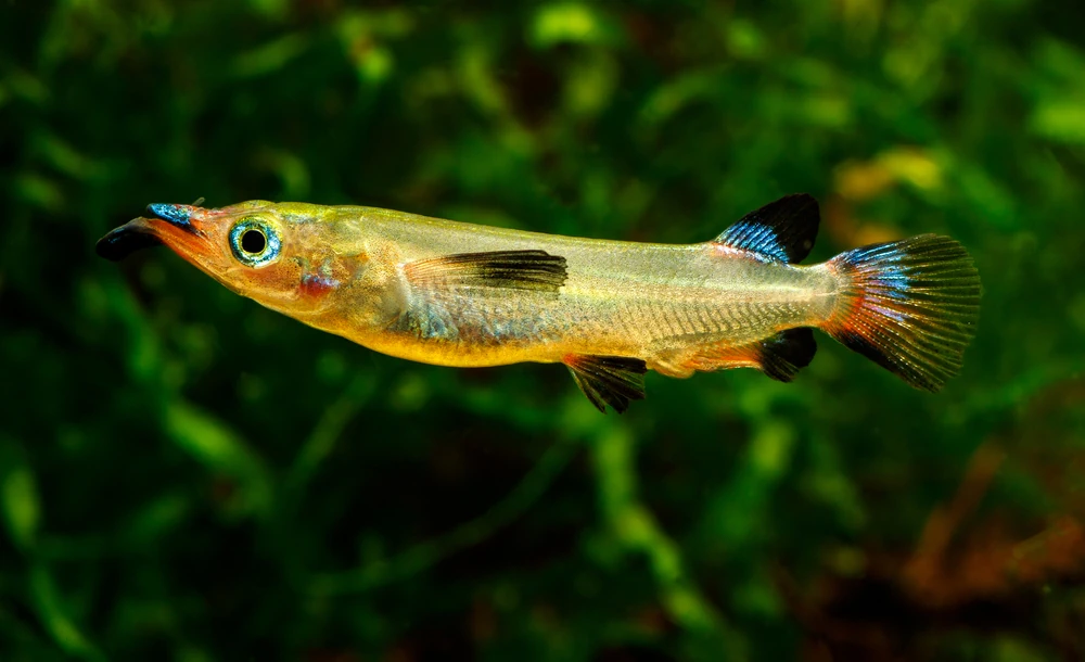 Celebes-Halbschnabelhecht (Nomorhamphus liemi)