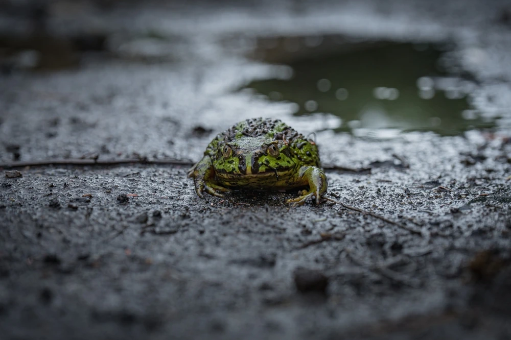 Chile-Laubfrosch (Calyptocephalella gayi)