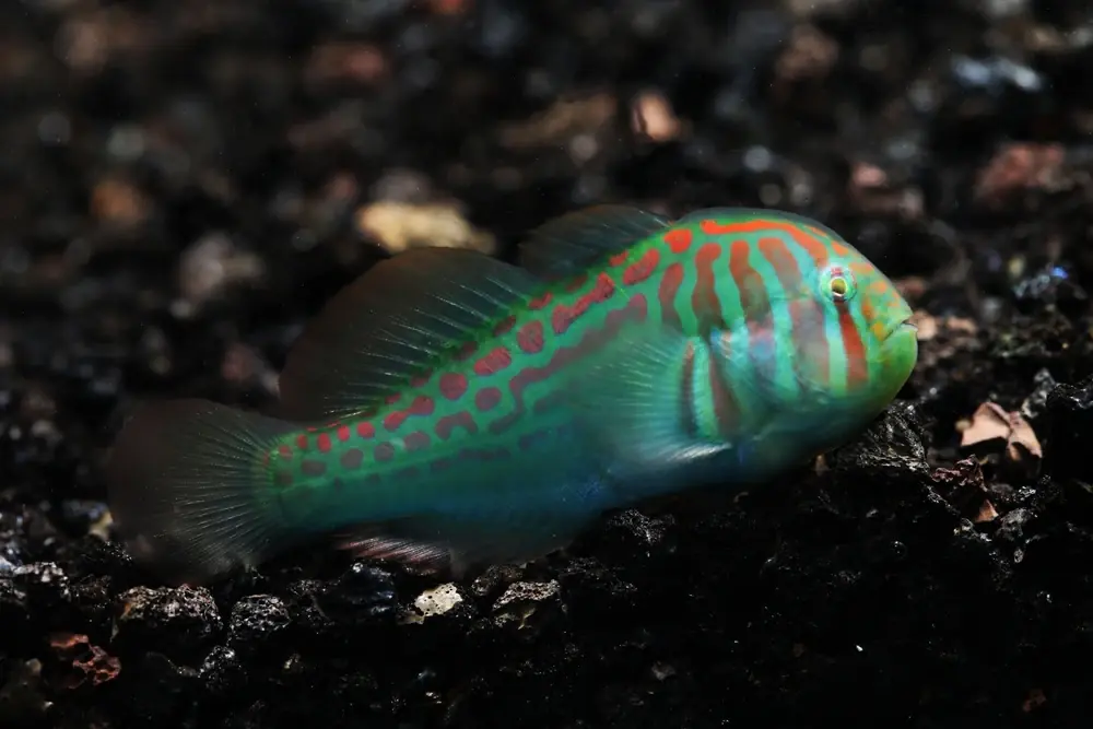 Clown-Grundel (Gobiodon histrio)