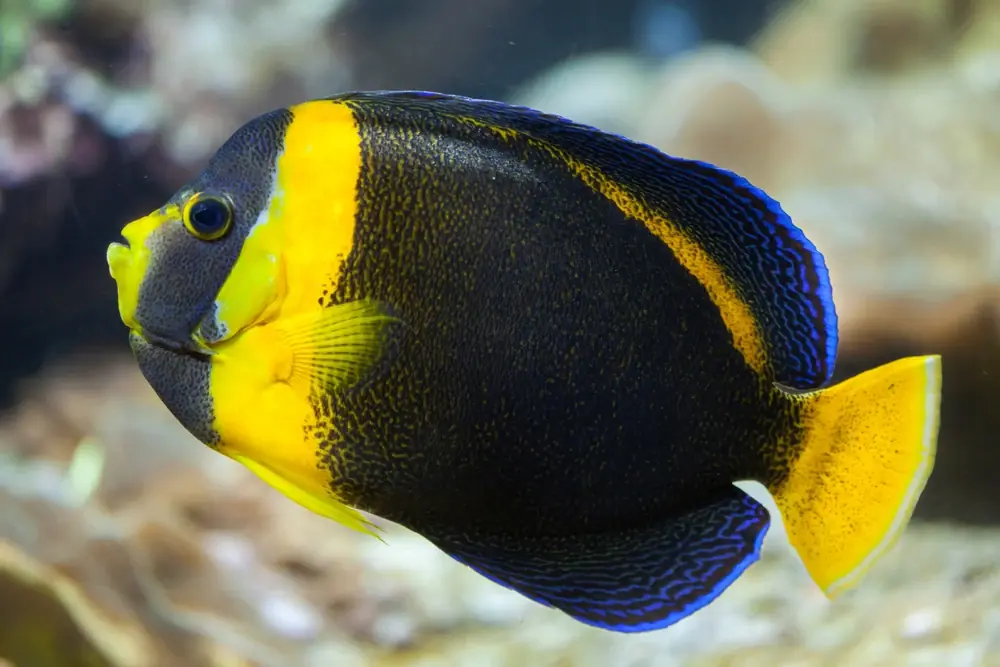Clown-Kaiserfisch (Chaetodontoplus duboulayi)