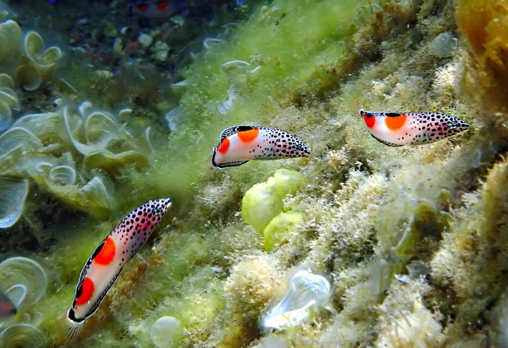 Clown-Lippfisch (Coris aygula)
