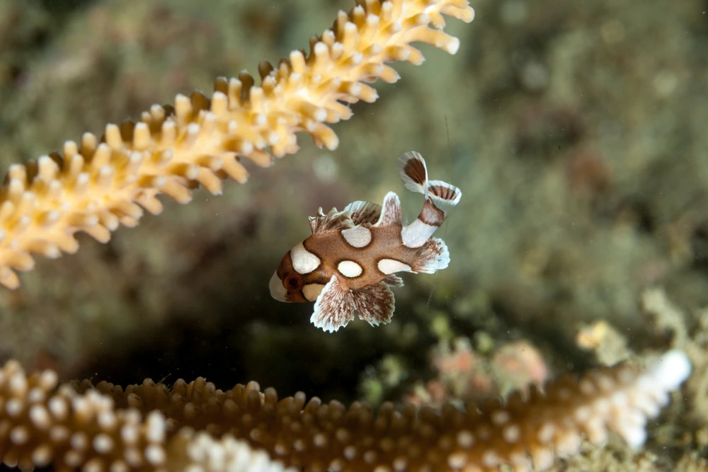 Clown-Süßlippe (Plectorhinchus chaetodonoides)