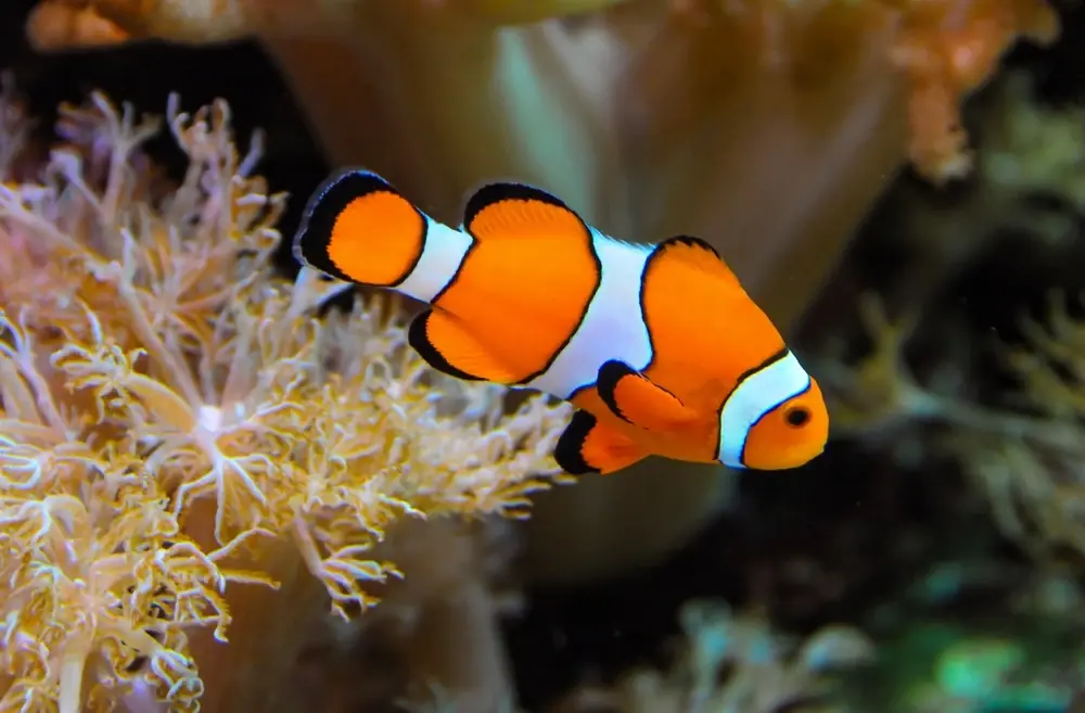 Clownfisch (Amphiprion ocellaris)