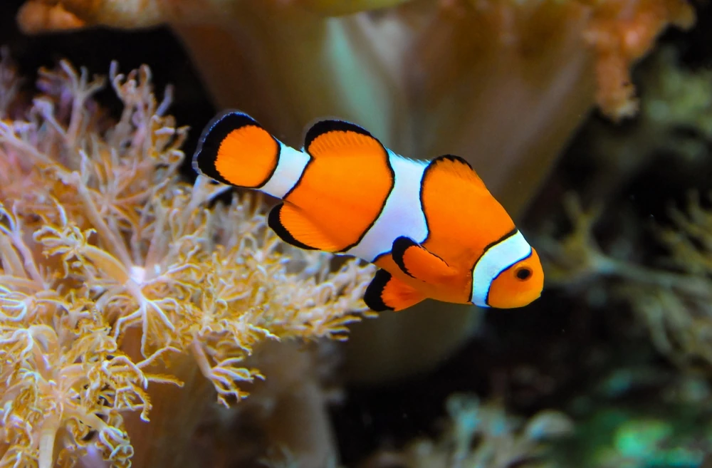 Clownfisch (Amphiprion ocellaris)