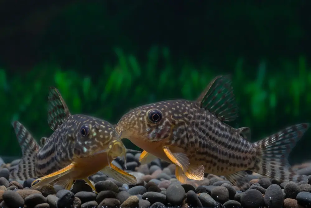 Corydoras Sterbai (Corydoras sterbai)