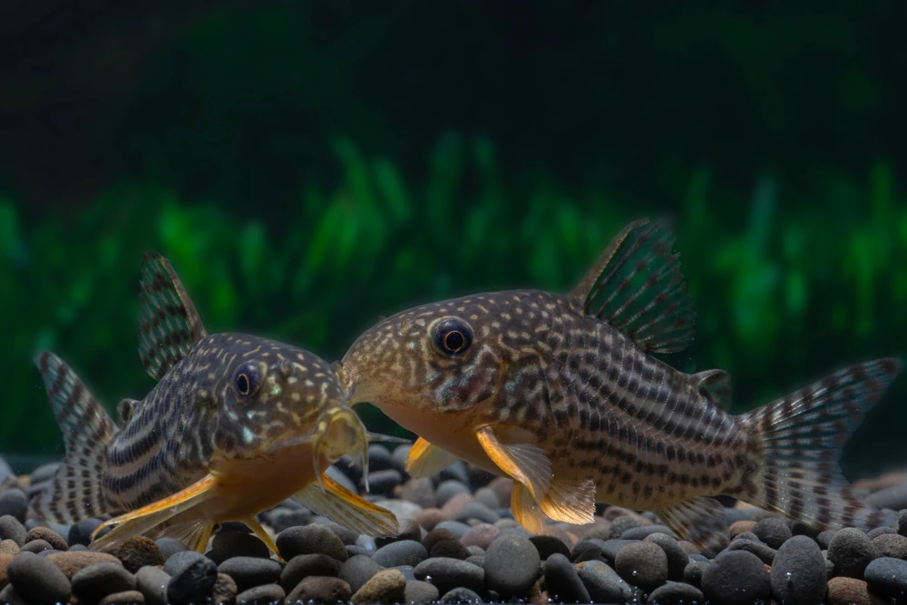 Corydoras Sterbai (Corydoras sterbai)