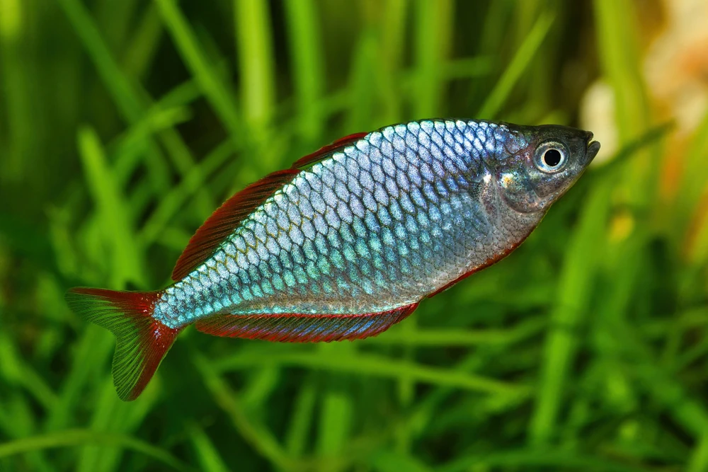 Diamant-Regenbogenfisch (Melanotaenia praecox)