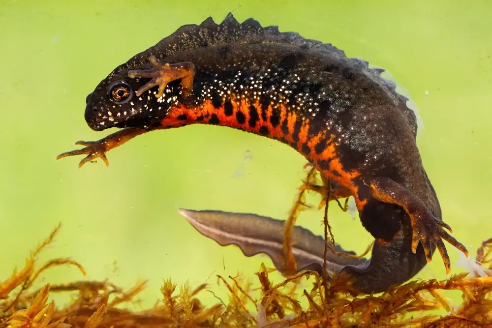 Donau-Kammmolch (Triturus dobrogicus)