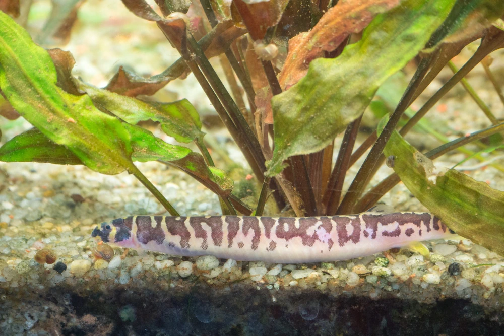 Dornauge (Pangio kuhlii)