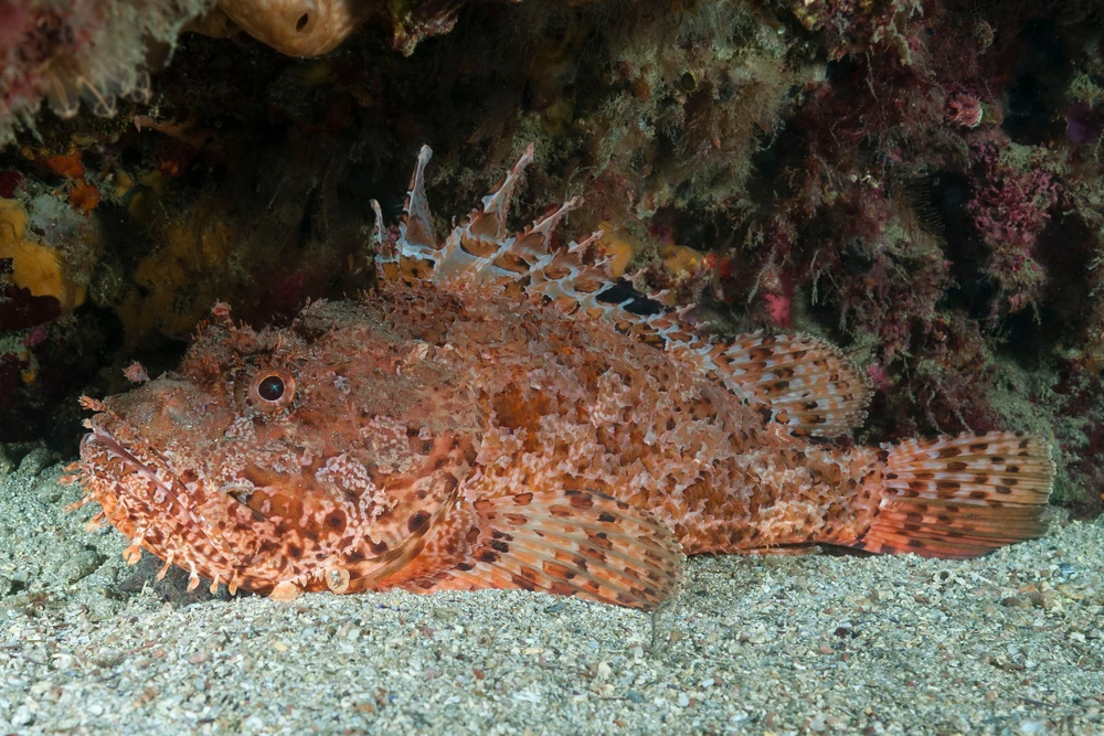 Drachenkopf (Scorpaena scrofa)