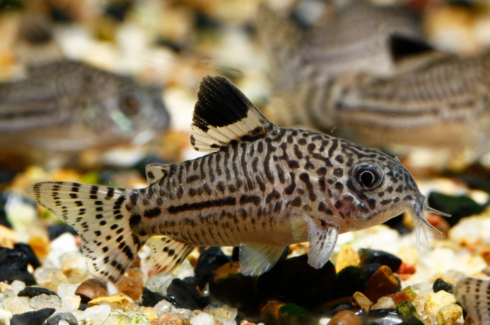 Dreibinden-Panzerwels (Corydoras trilineatus)