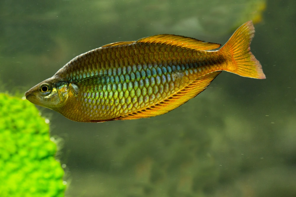 Dreifarbige Regenbogenfisch (Melanotaenia trifasciata)
