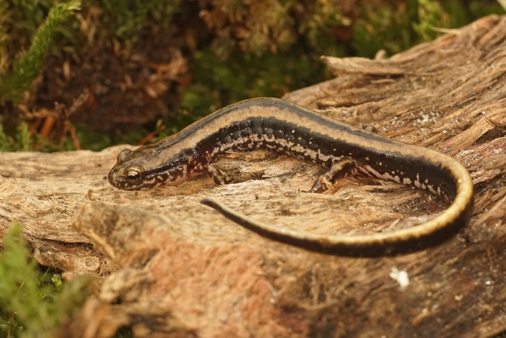 Dreistreifen-Salamander (Eurycea guttolineata)
