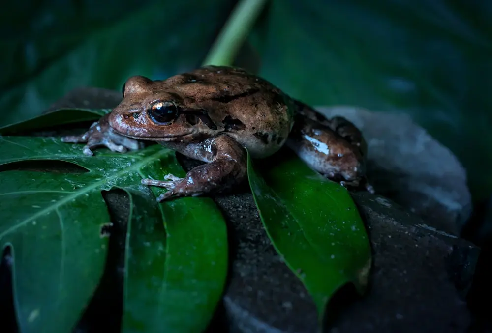Dschungelfrosch (Leptodactylus fallax)
