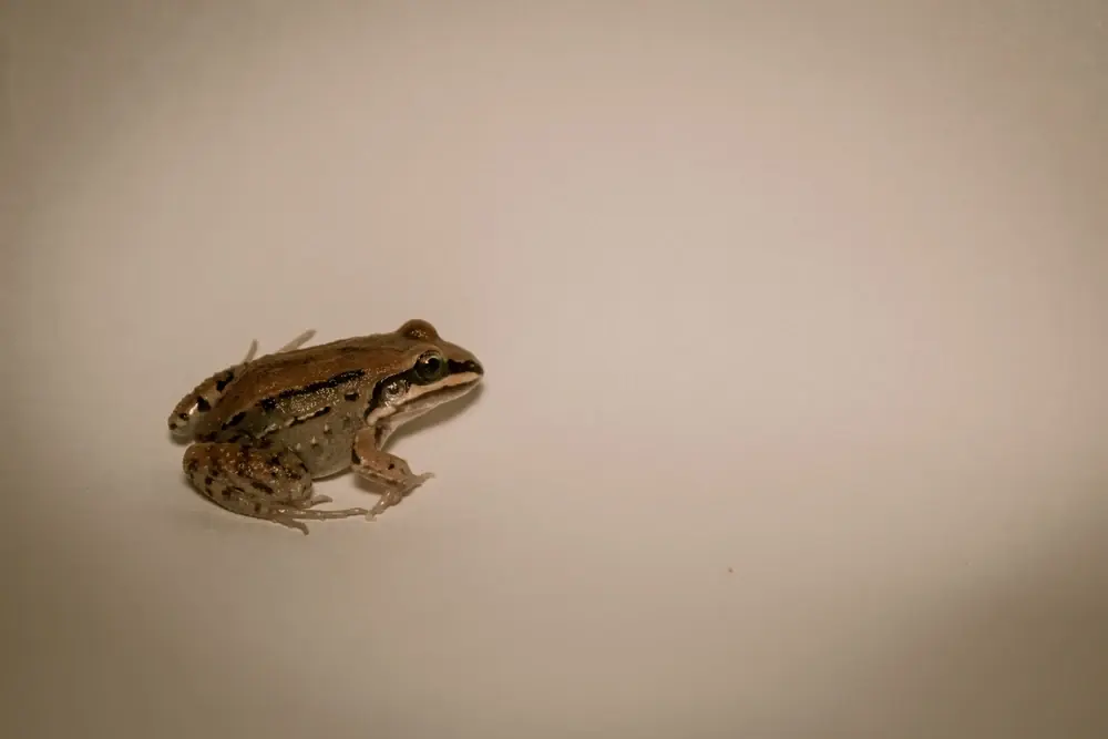 Dünnfinger-Frosch (Leptodactylus fragilis)