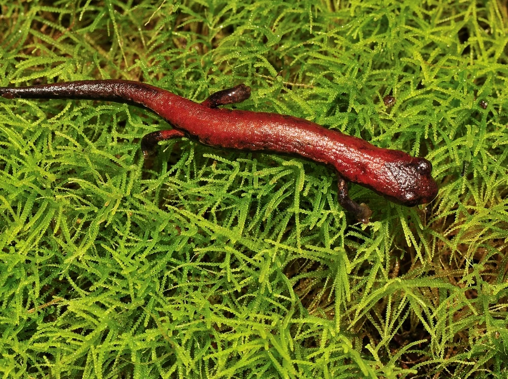 Dünnfinger-Salamander (Bolitoglossa subpalmata)
