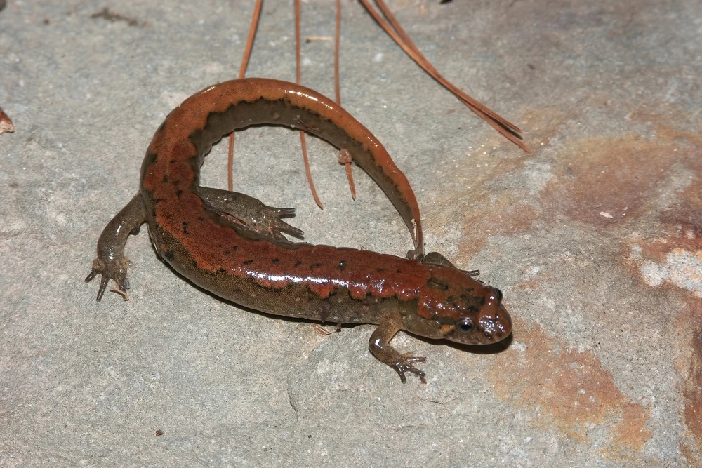 Dunkler Salamander (Desmognathus fuscus)