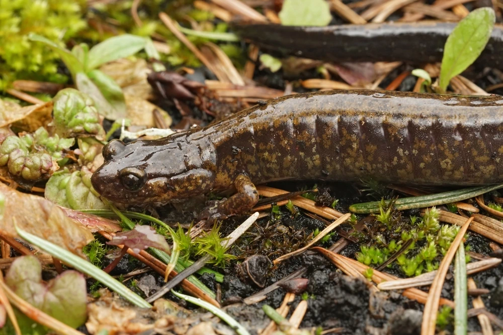 Dunns Salamander (Plethodon dunni)