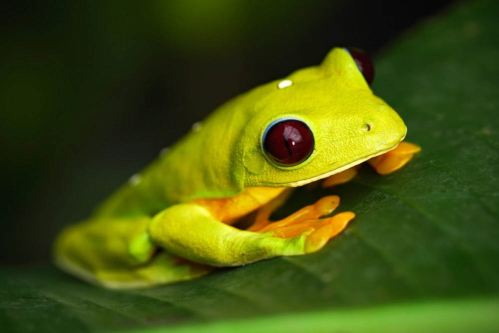 Ecuador-Laubfrosch (Agalychnis spurrelli)