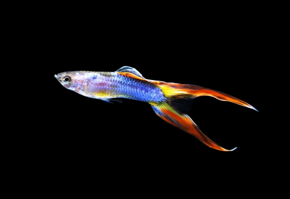 Endler-Guppy (Poecilia wingei)