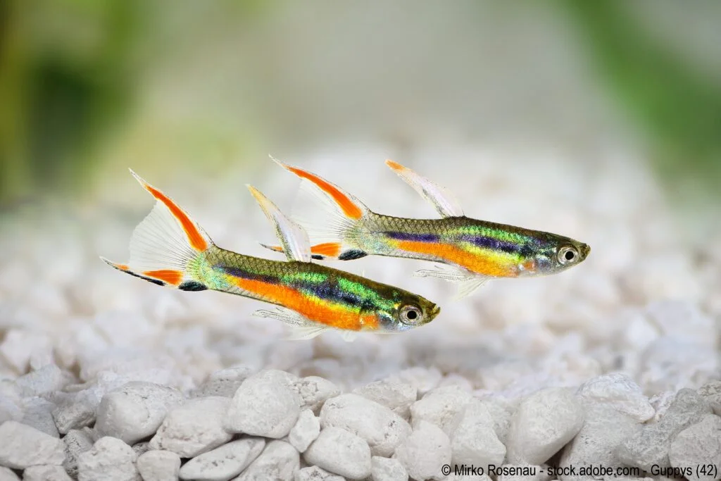 Endler Guppys