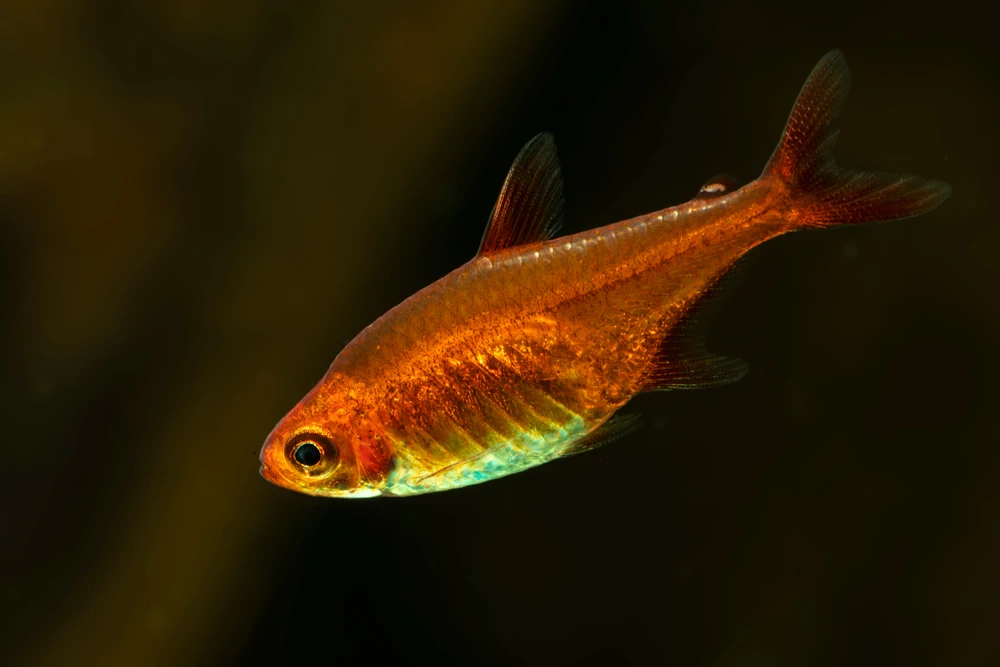 Erdbeersalmler (Hyphessobrycon amandae)