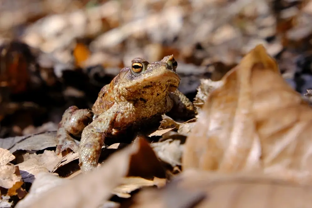Erdkröte (Bufo bufo)