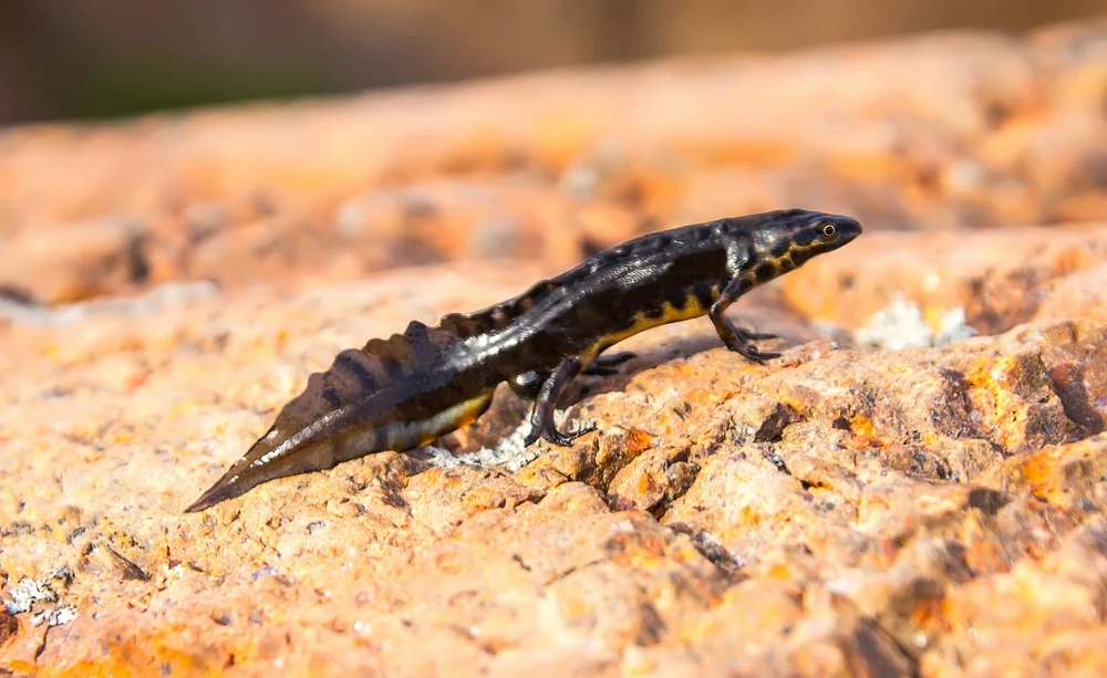 Europäischer Kammmolch (Triturus cristatus)