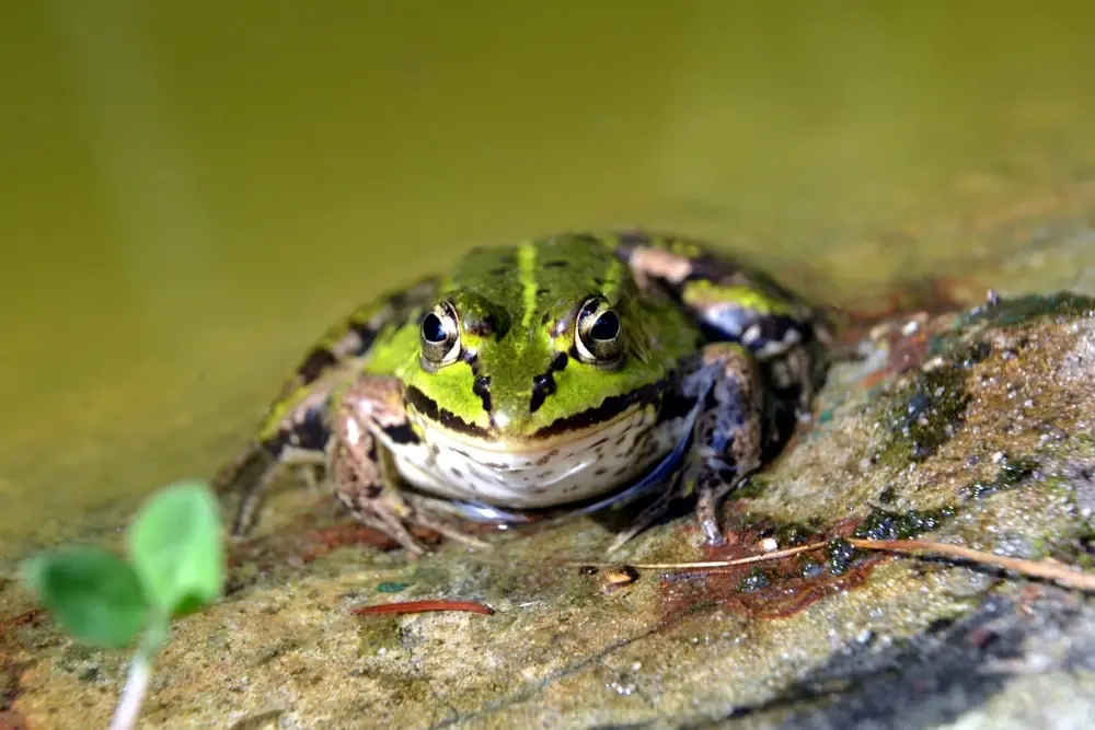 Europäischer Wasserfrosch (Pelophylax lessonae)