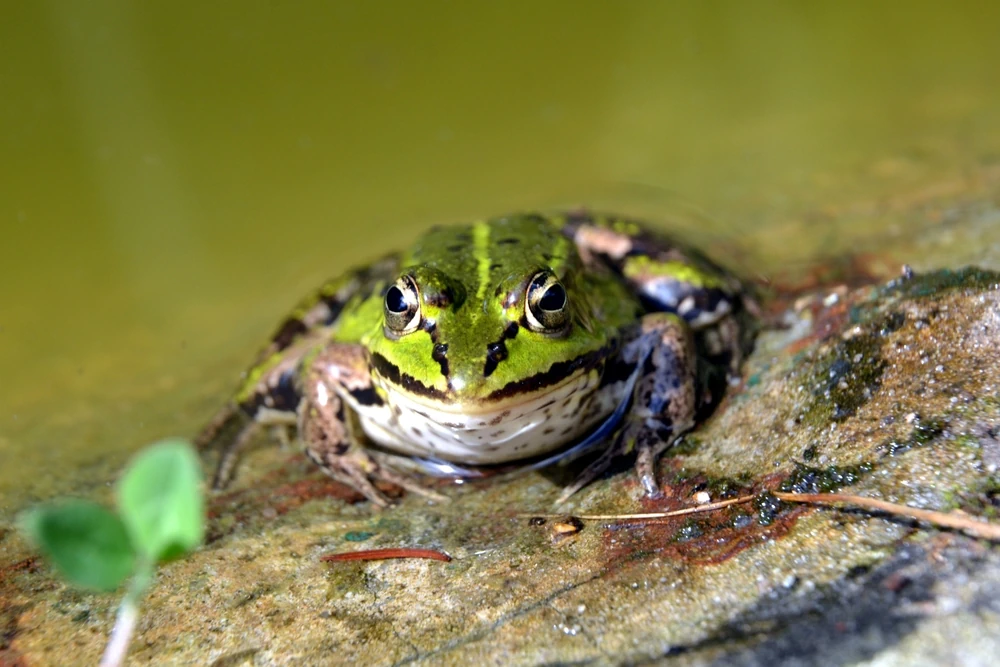 Europäischer Wasserfrosch (Pelophylax lessonae)