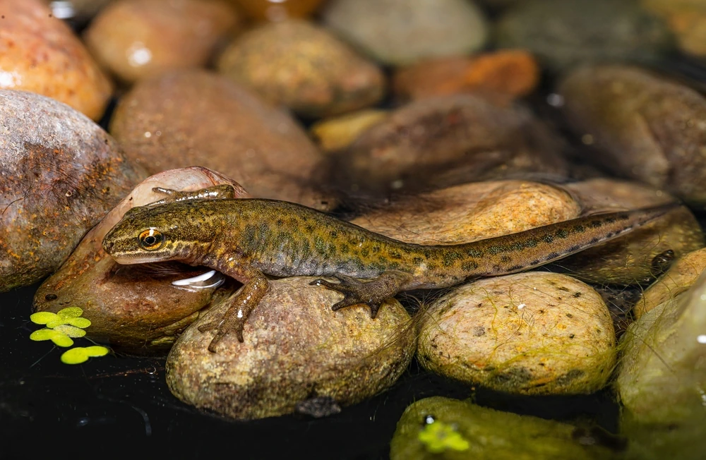 Fadenmolch (Lissotriton helveticus)