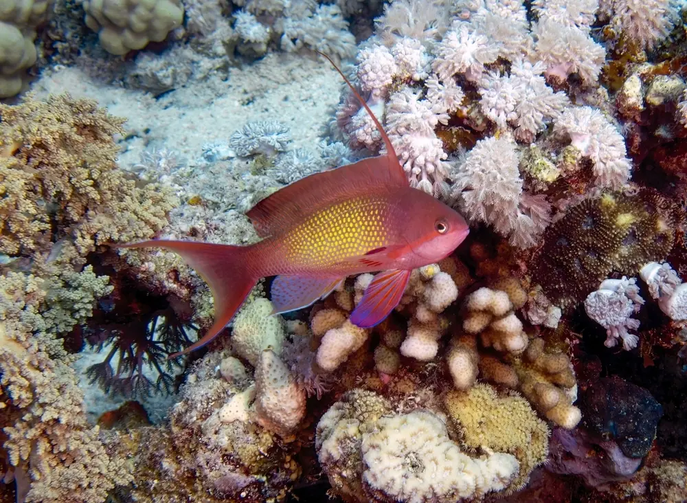 Fahnenbarsch (Pseudanthias squamipinnis)
