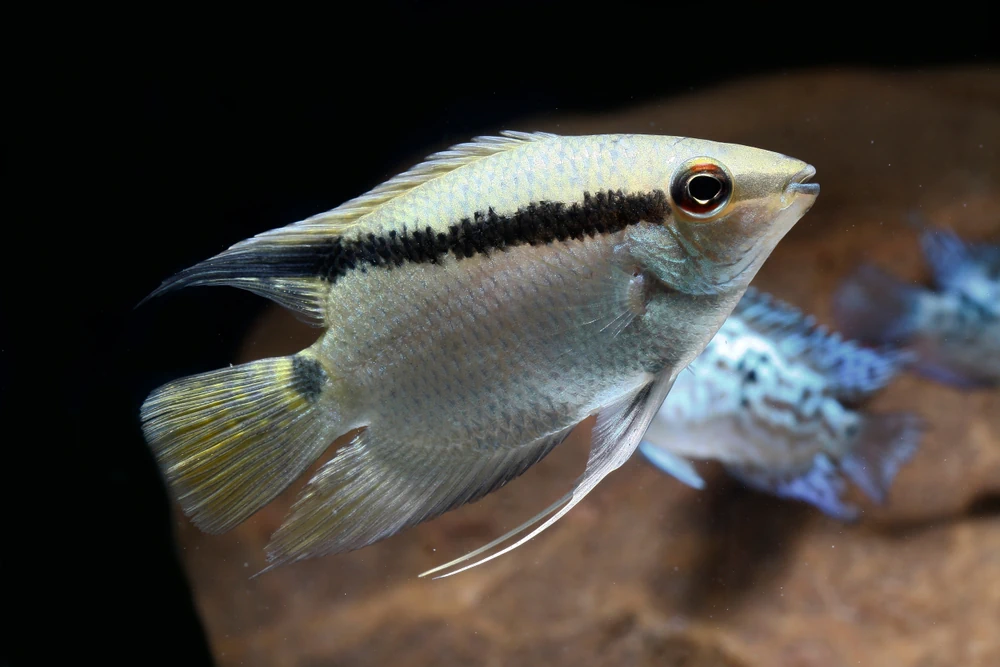 Fahnenbuntbarsch (Mesonauta festivus)