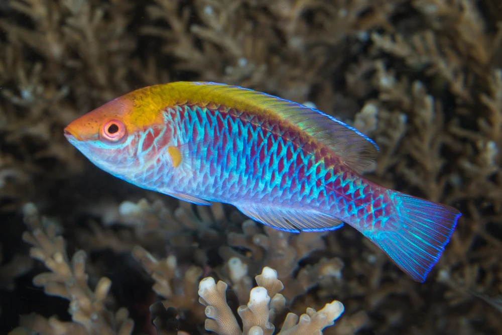 Feen-Lippfisch (Cirrhilabrus lubbocki)