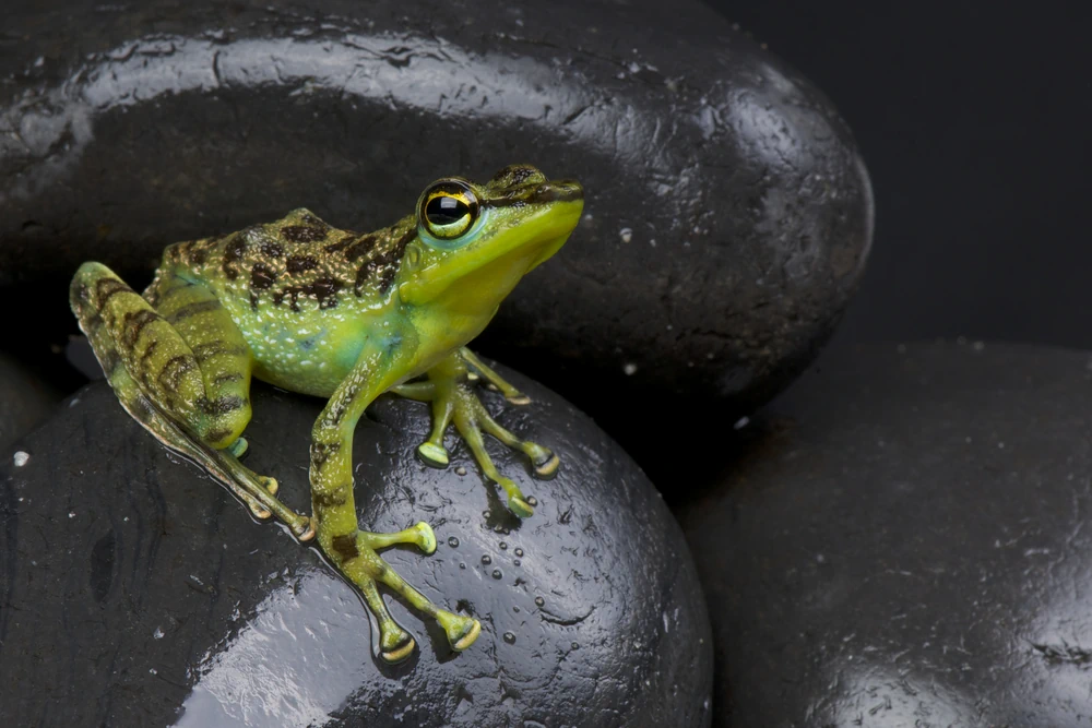 Felsenfrosch (Staurois guttatus)