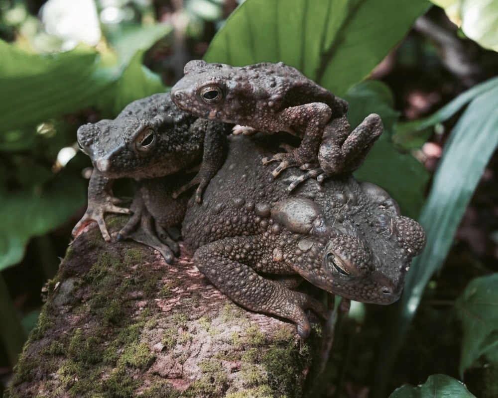 Felsenkröte (Bufo asper)