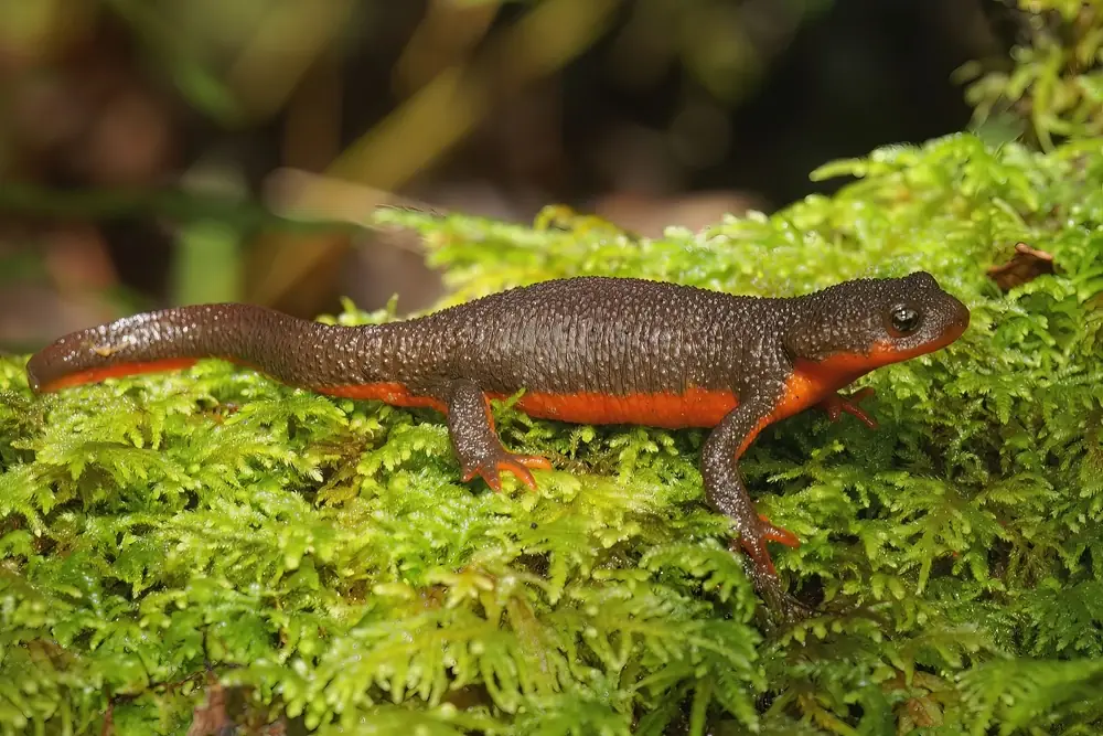 Feuerbauch-Querzahnmolch (Taricha rivularis)