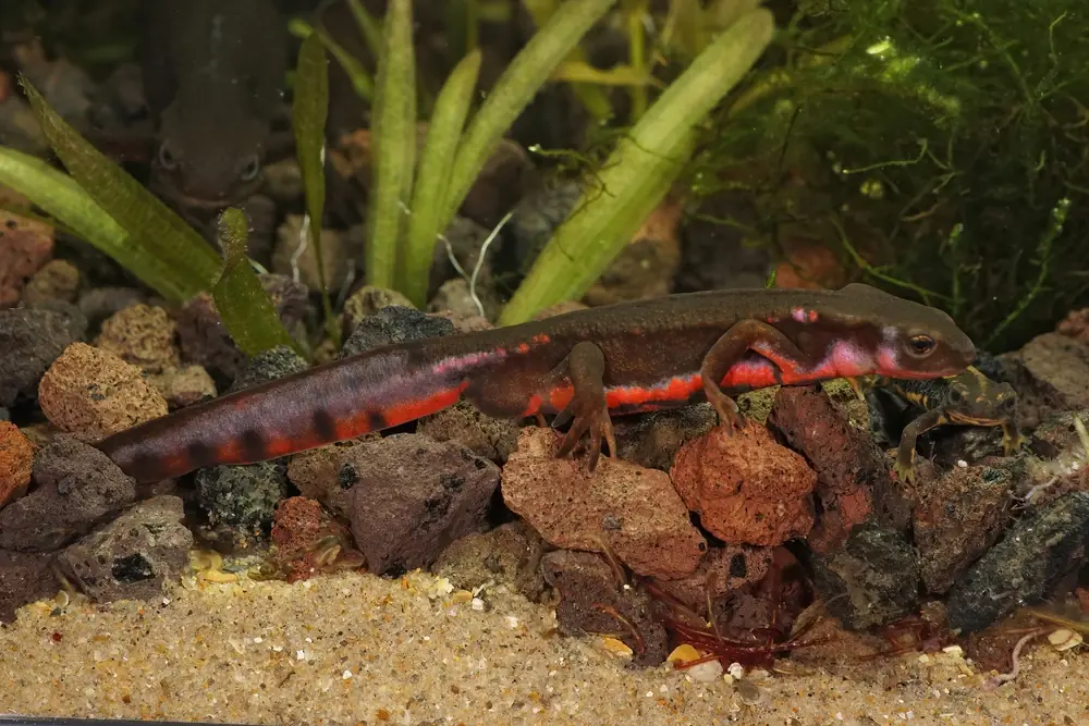 Feuerbauchmolch (Cynops pyrrhogaster)