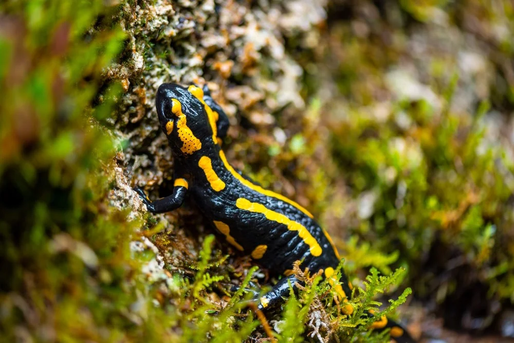 Salamandra salamandra