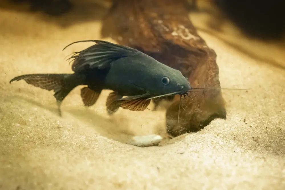 Fiederbartwels (Synodontis eupterus)